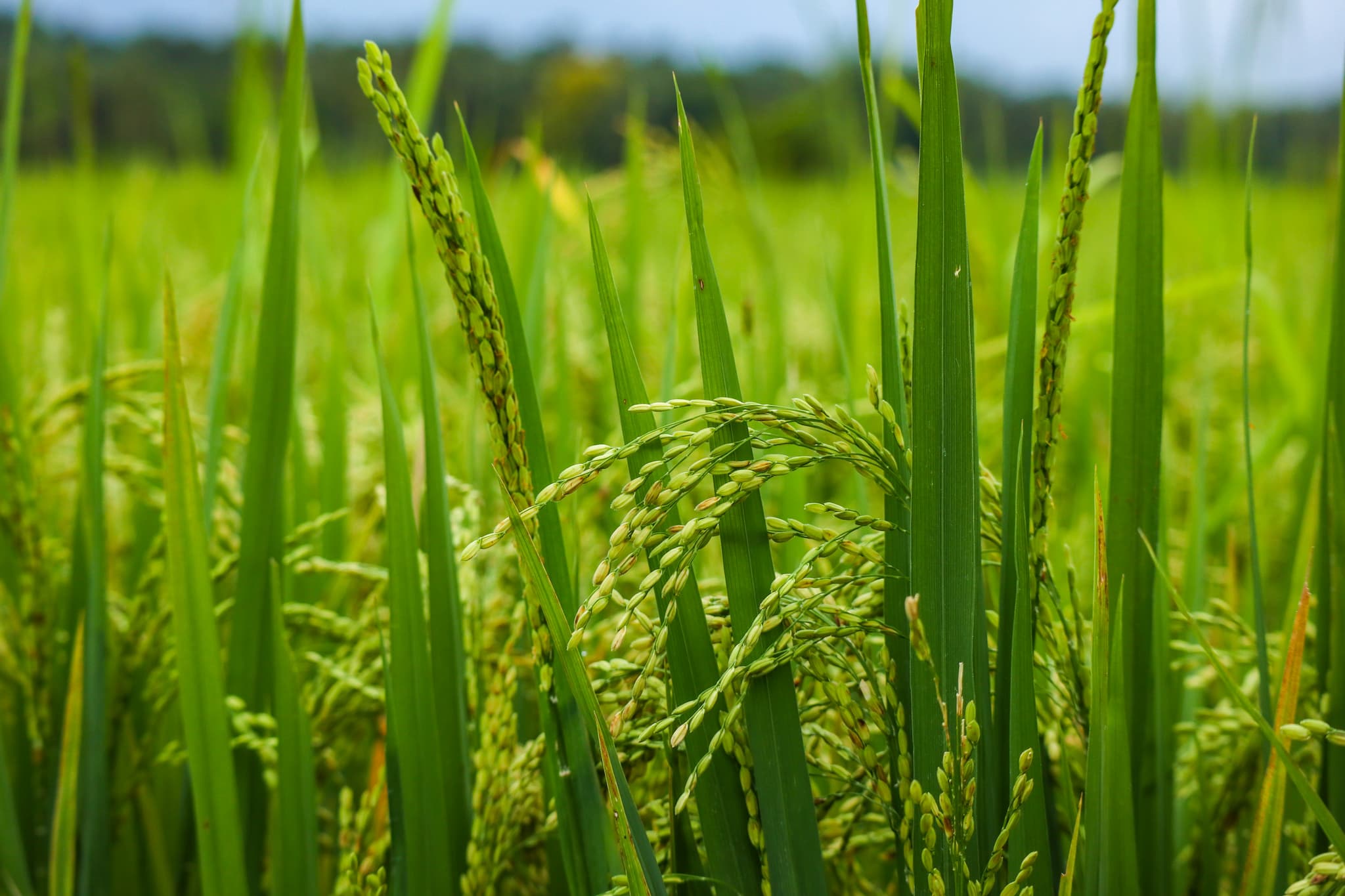 paddy-fields